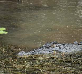 Kakadu NP