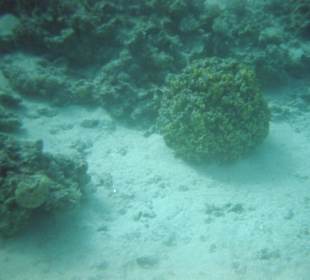 Dolphintour mit Oototo zum Zweiten