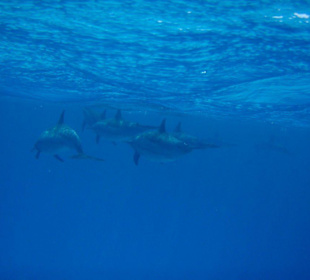 Ausflug zum Dolphin-House!