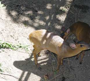 Одно из семейств зоопарка