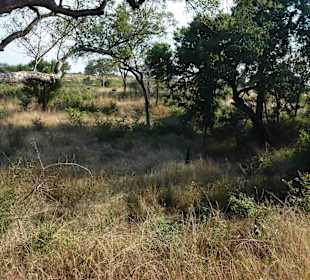 Krüger Nationalpark