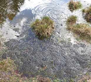 Fischbecker Heide Wanderwe 6