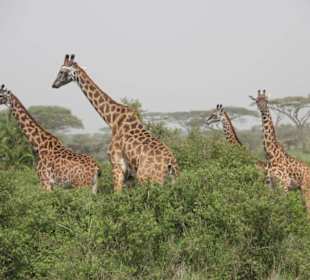 Masai Giraffe