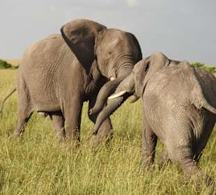 Friedliches Gerangel