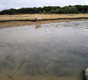 Strand Bibione 06_2011