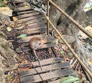 Monkey Trail