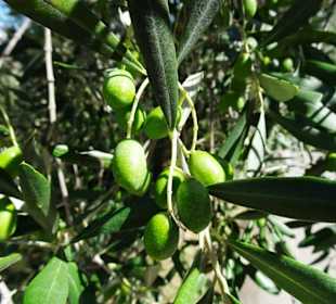 Impressionen aus dem Parco degli Olivi