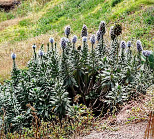 Einzigartige Pflanzen