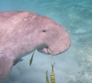 Dugong