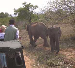 Auf Safari mit Janith