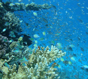 Wunderschöne Korallen