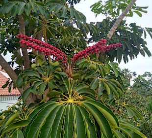 Wandern Puerto de la Cruz