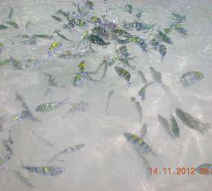 Fische füttern bei Paradise Island