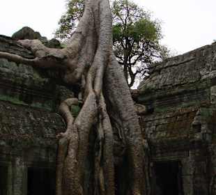 Ta Prohm Tempel