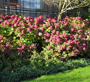 Rundgang durch den Botanischen Garten Hamburg