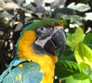 Papageien-Station im Botanischen Garten Deshaies