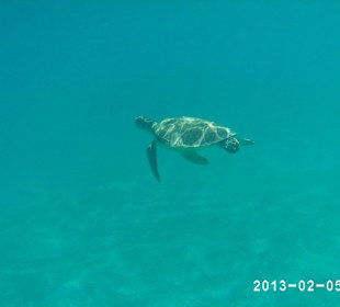 Schildkröte in der Lagune