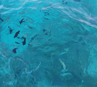 Fischfütterung vom Boot