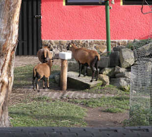 Zoo