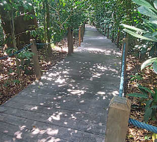 Rainforestwalk