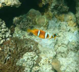 Rafa przy pomoście "Stella"