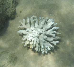 Koralle am Hausriff