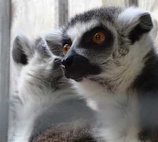 Bei den Katta-Lemuren