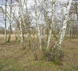 Naturschutzgebiet Boberger Niederung