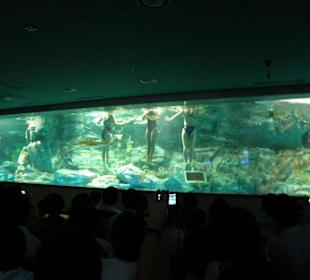 Spettacolo all'acquario