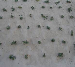 Die Details des Lebens