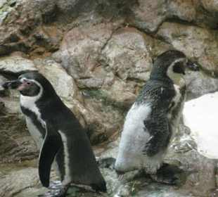 Im Pinguinhaus