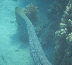 Schnorcheln beim Fort Arabesque