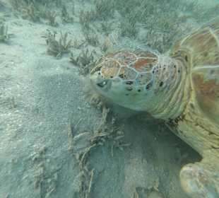 Schildkröte