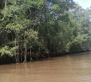 Mangroven