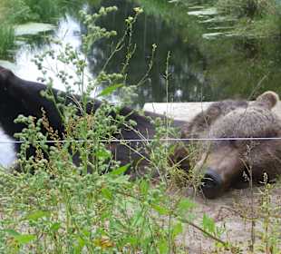 Stundenlang konnte man beobachten