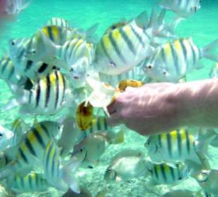 Fischfütterung mit Banane