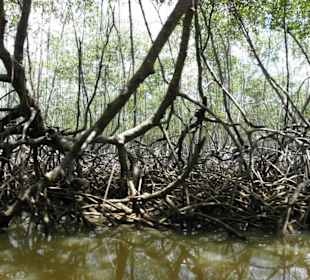 Naturpark Los Haitises - Mangroven