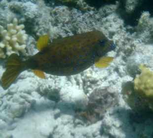 Beim Schnorcheln gesehen - Kofferfisch