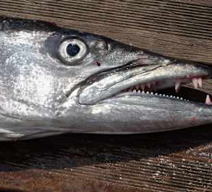 Erfolg beim Hochseeangeln