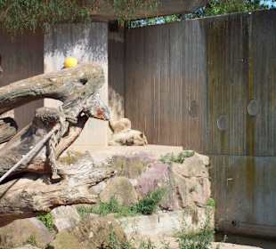 Zoo Heidelberg 2