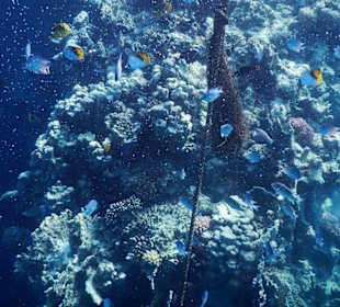 Meeresbewohner vom Riff Hotel Iberotel Coraya Beach