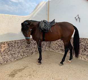Reitstall Finca el Anfora Conil
