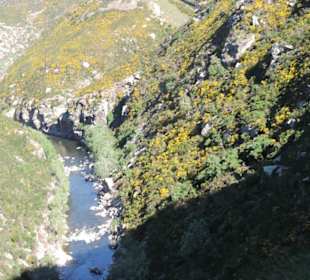 Mitder Taileri Railway durch die Natur Neuseelands