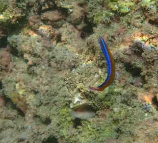 Unterwasserwelt Musandam