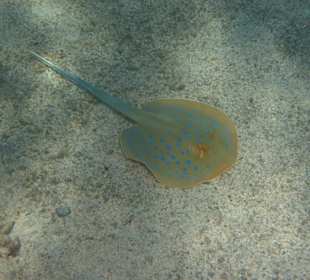 Blaupunktrochen am Hausriff