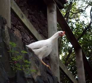 Das Essen wartet schon