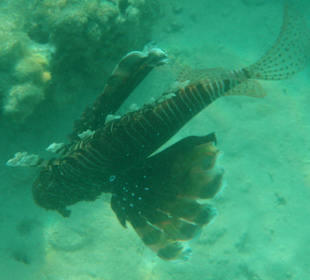 Feuerfisch