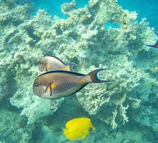 Sohal Doktorfisch am Hausriff
