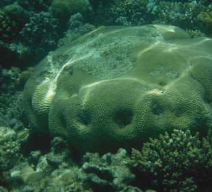 Hausriff Arabia Azur Resort