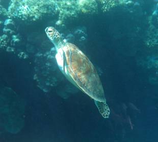 Schildkröte am Hausriff